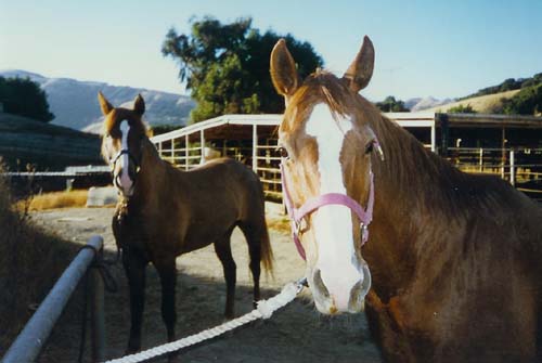 Ziggy and Friends