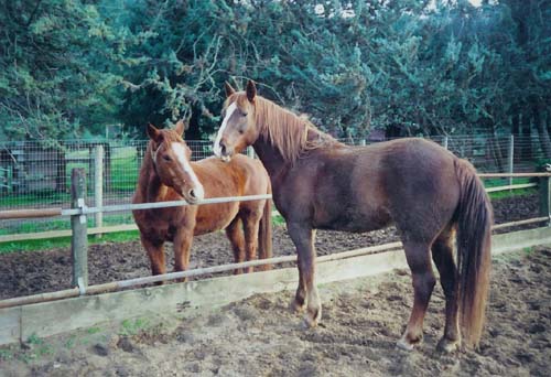 Ziggy and Friends